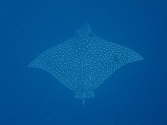 Uma bela arraia chita durante mergulho em Long Caye Aquarium, perto do Blue Hole, na grande barreira de corais de Belize